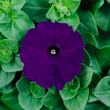 Load image into Gallery viewer, Petunia - Madness
