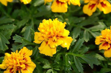 Load image into Gallery viewer, Marigold - Short 6-10&quot;
