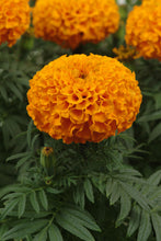 Load image into Gallery viewer, Marigold - Tall 12-16&quot;
