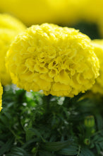 Load image into Gallery viewer, Marigold - Tall 12-16&quot;
