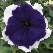 Load image into Gallery viewer, Petunia - Frost Series

