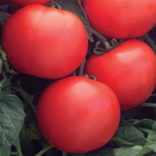 Load image into Gallery viewer, Tomato - Bush Champion
