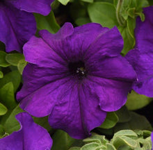 Load image into Gallery viewer, Petunia - Cascade
