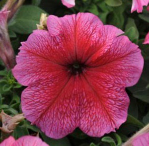 Petunia - Daddy