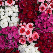 Load image into Gallery viewer, Dianthus
