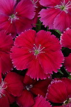 Load image into Gallery viewer, Dianthus
