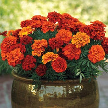 Load image into Gallery viewer, Marigold - Medium 10-12&quot;
