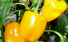 Load image into Gallery viewer, Peppers - Golden Summer - Yellow Bell
