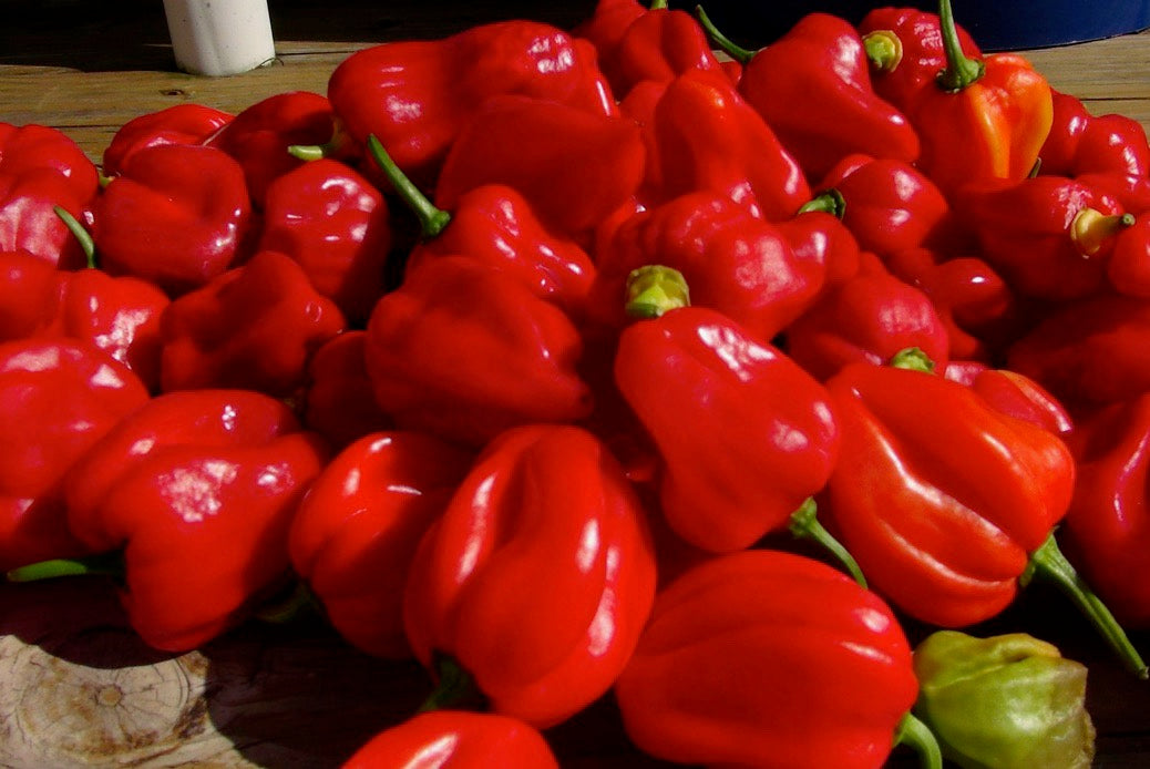 Peppers - Habanero Red