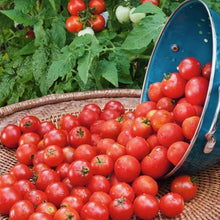 Load image into Gallery viewer, Tomato - Husky Cherry Red
