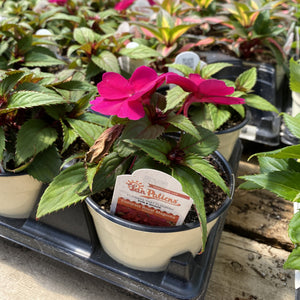 SunPatiens - SunPatiens