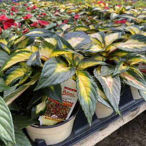 SunPatiens - SunPatiens