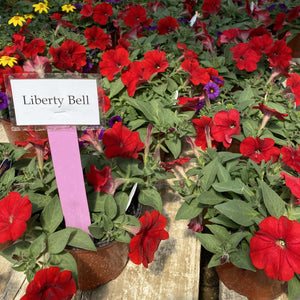 Selecta Trixi - Liberty Bell