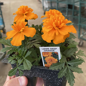 Marigold - Short 6-10"