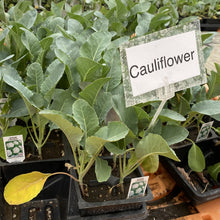 Load image into Gallery viewer, Cauliflower
