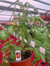 Load image into Gallery viewer, Tomato - Better Boy
