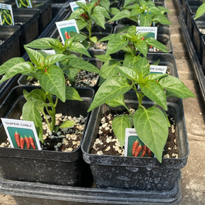 Peppers - Super Chili