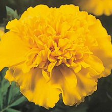 Load image into Gallery viewer, Marigold - Short 6-10&quot;
