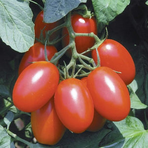 Tomato - Juliet