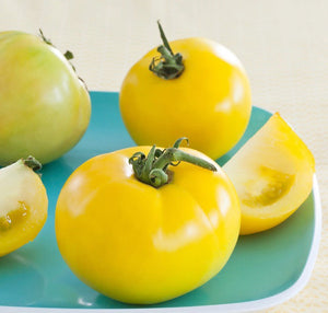 Tomato - Lemon Boy