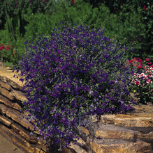 Load image into Gallery viewer, Lobelia
