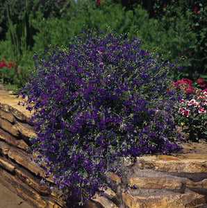 Lobelia
