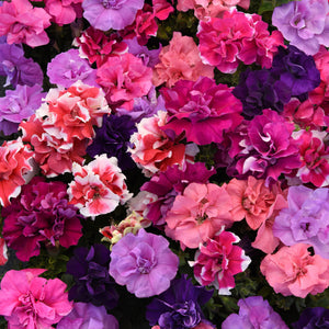 Petunia - Madness