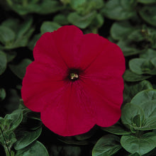 Load image into Gallery viewer, Petunia - Madness
