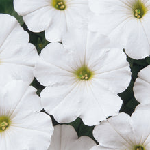 Load image into Gallery viewer, Petunia - Madness
