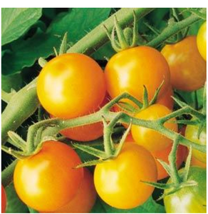 Tomato - Sun Gold