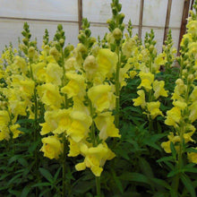 Load image into Gallery viewer, Snapdragons - Rocket
