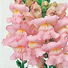 Load image into Gallery viewer, Snapdragons - Rocket
