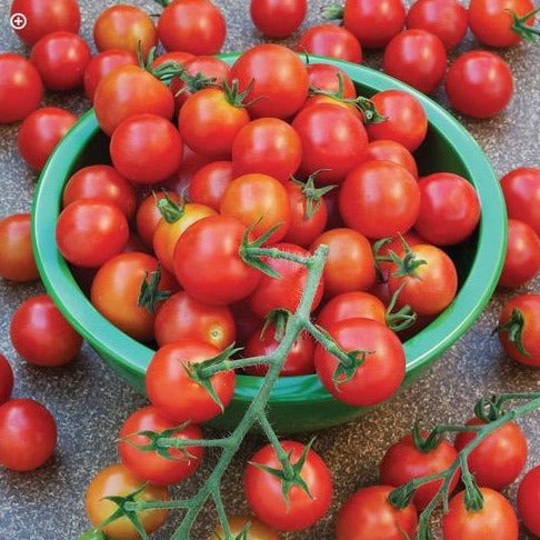 Tomato - Sweet 100
