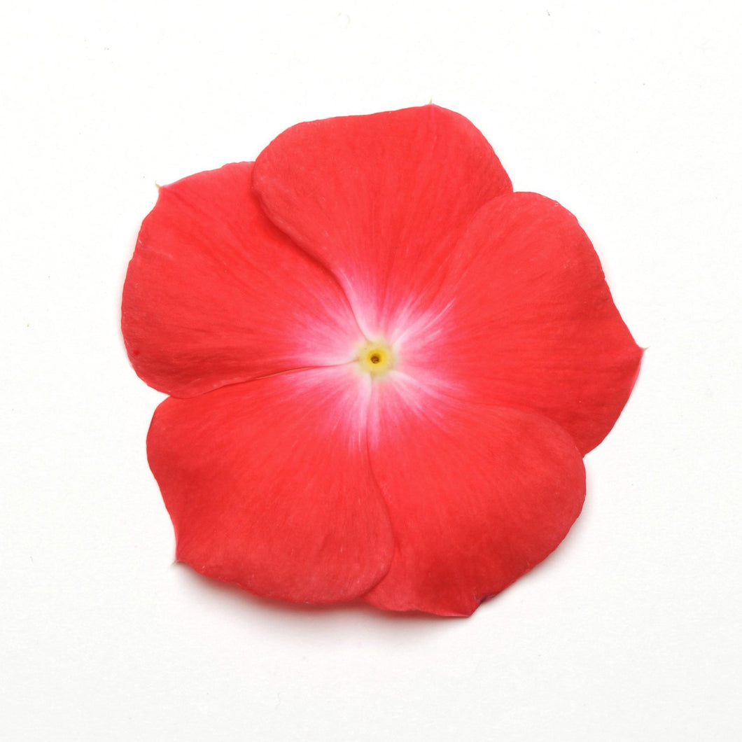Vinca - Pacifica