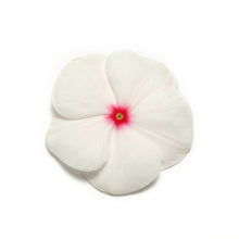 Load image into Gallery viewer, Vinca - Pacifica
