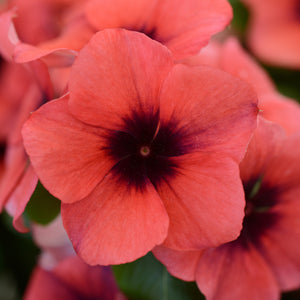 Vinca - Tattoo