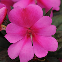 Load image into Gallery viewer, Impatiens - Bounce
