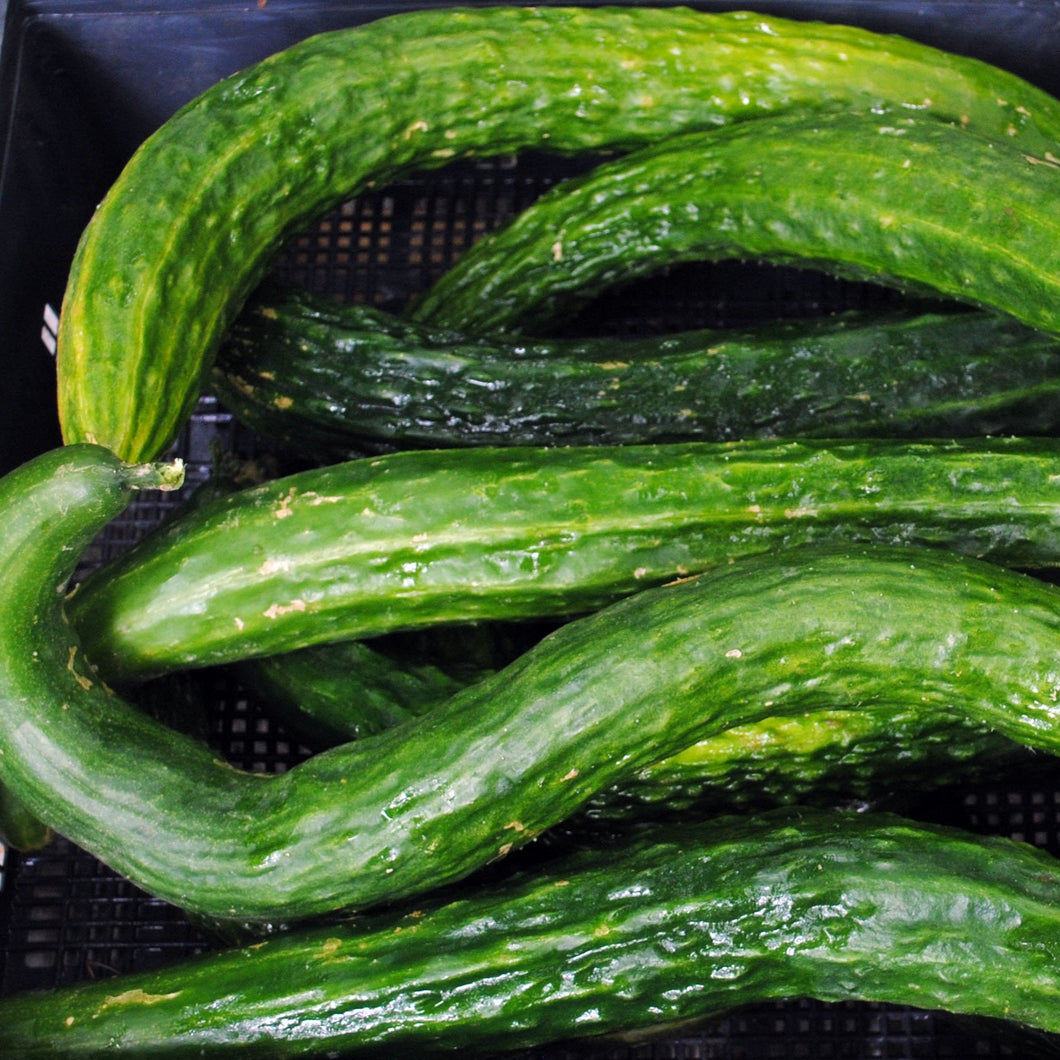 Cucumber - Suyo