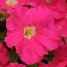Load image into Gallery viewer, Petunia - Dreams
