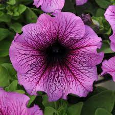 Petunia - Daddy