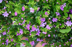 Mexican Heather