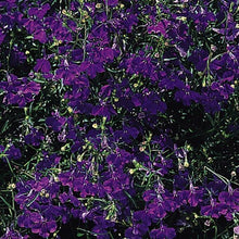 Load image into Gallery viewer, Lobelia
