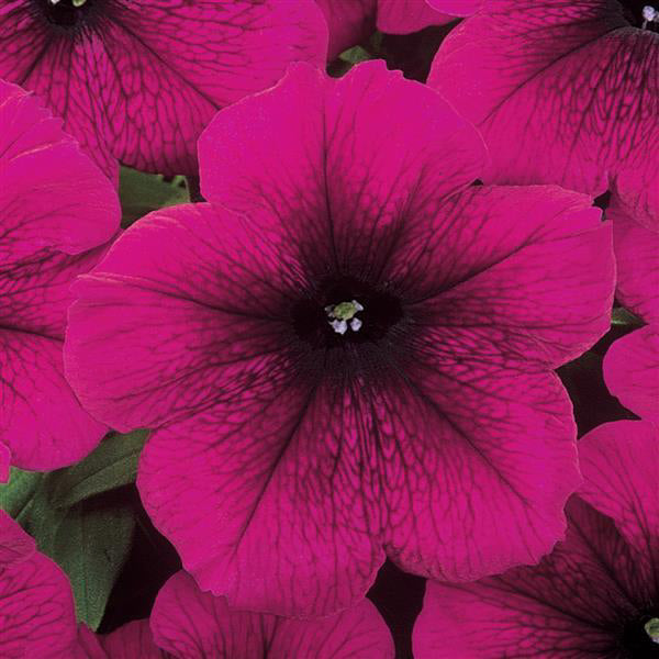 Petunia - Madness