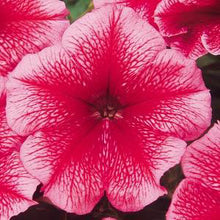 Load image into Gallery viewer, Petunia - Madness
