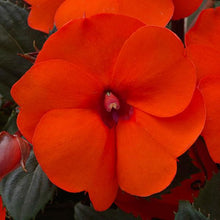 Load image into Gallery viewer, SunPatiens - SunPatiens
