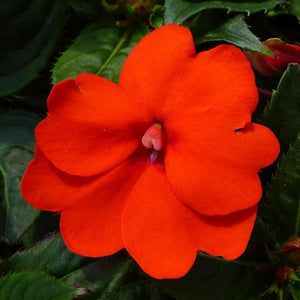 SunPatiens - SunPatiens