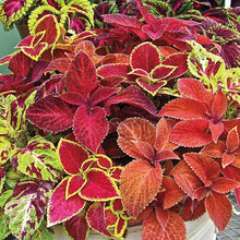 Load image into Gallery viewer, Coleus - Packs
